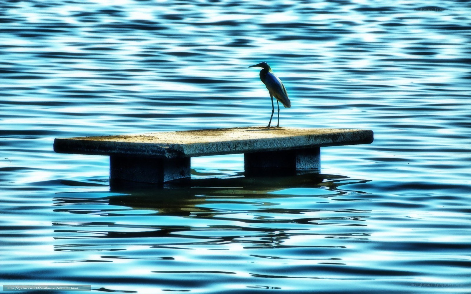 Heron on a dock at dusk