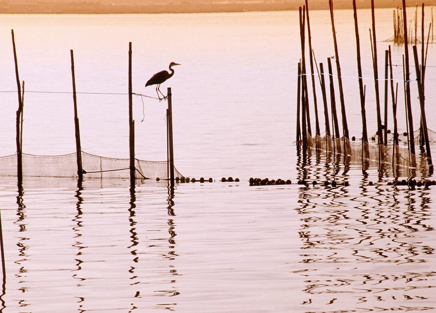 Heron on a fishing post