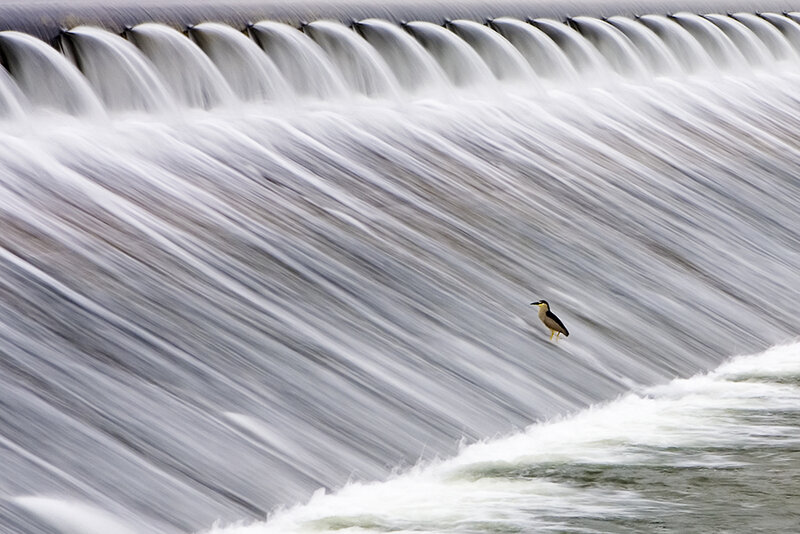 Heron on a flowing dam