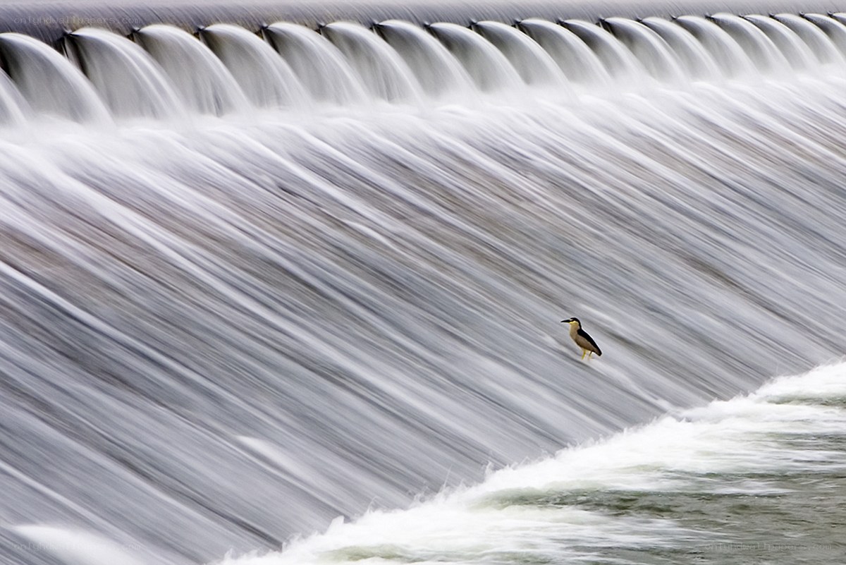 Heron on a flowing dam
