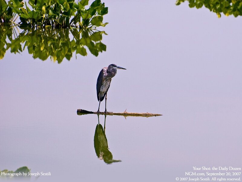 Heron on a Log — Green