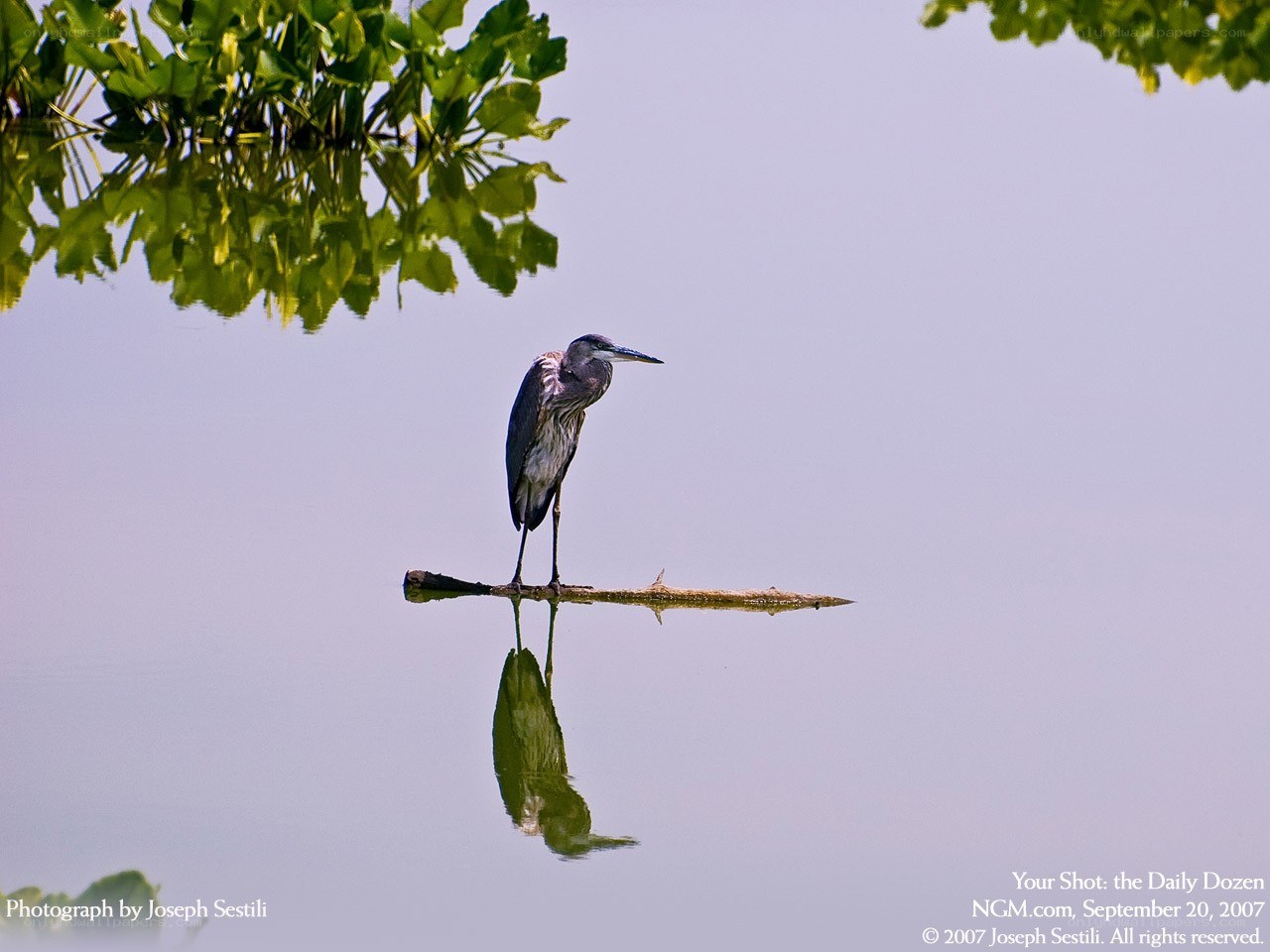 Heron on a log in water