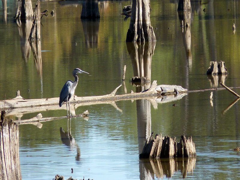 Heron on a Log