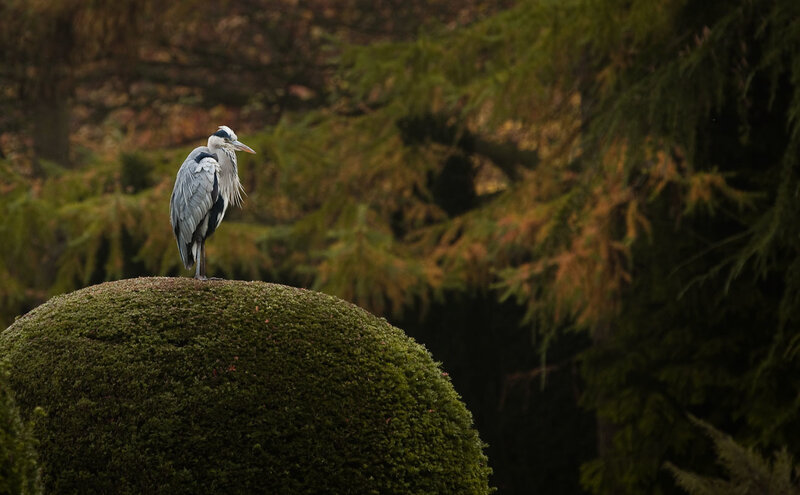 Heron on a mossy mound