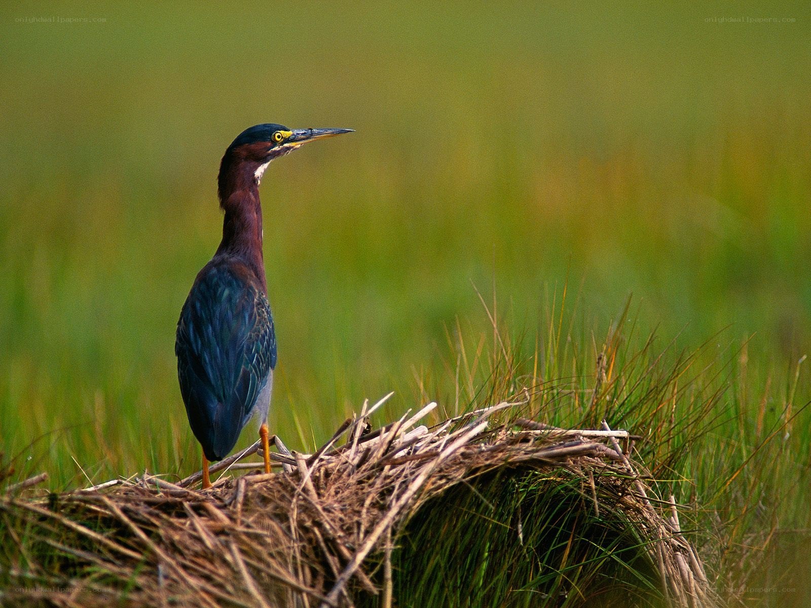 Heron on a nest in marsh