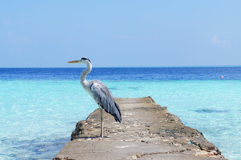 Heron on a pier