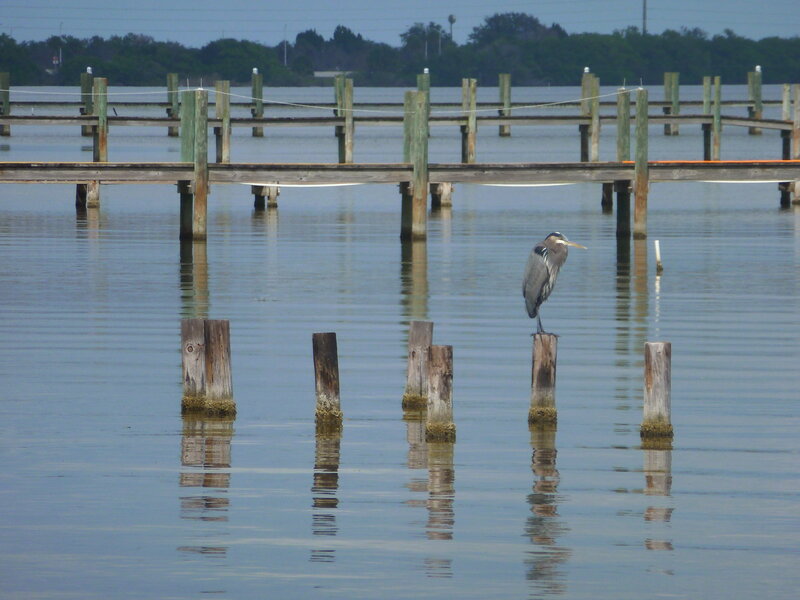 Heron on a Post