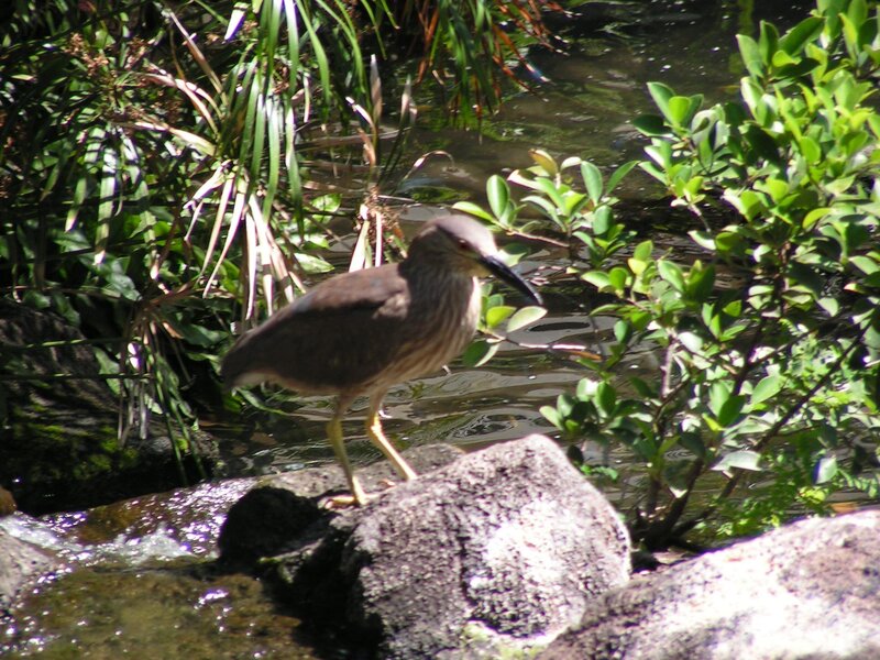 Heron on a rock by water
