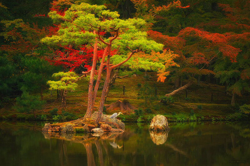 Heron on a Rock