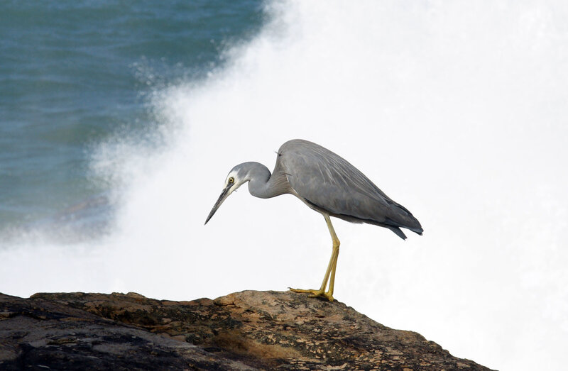 Heron on a rocky shore