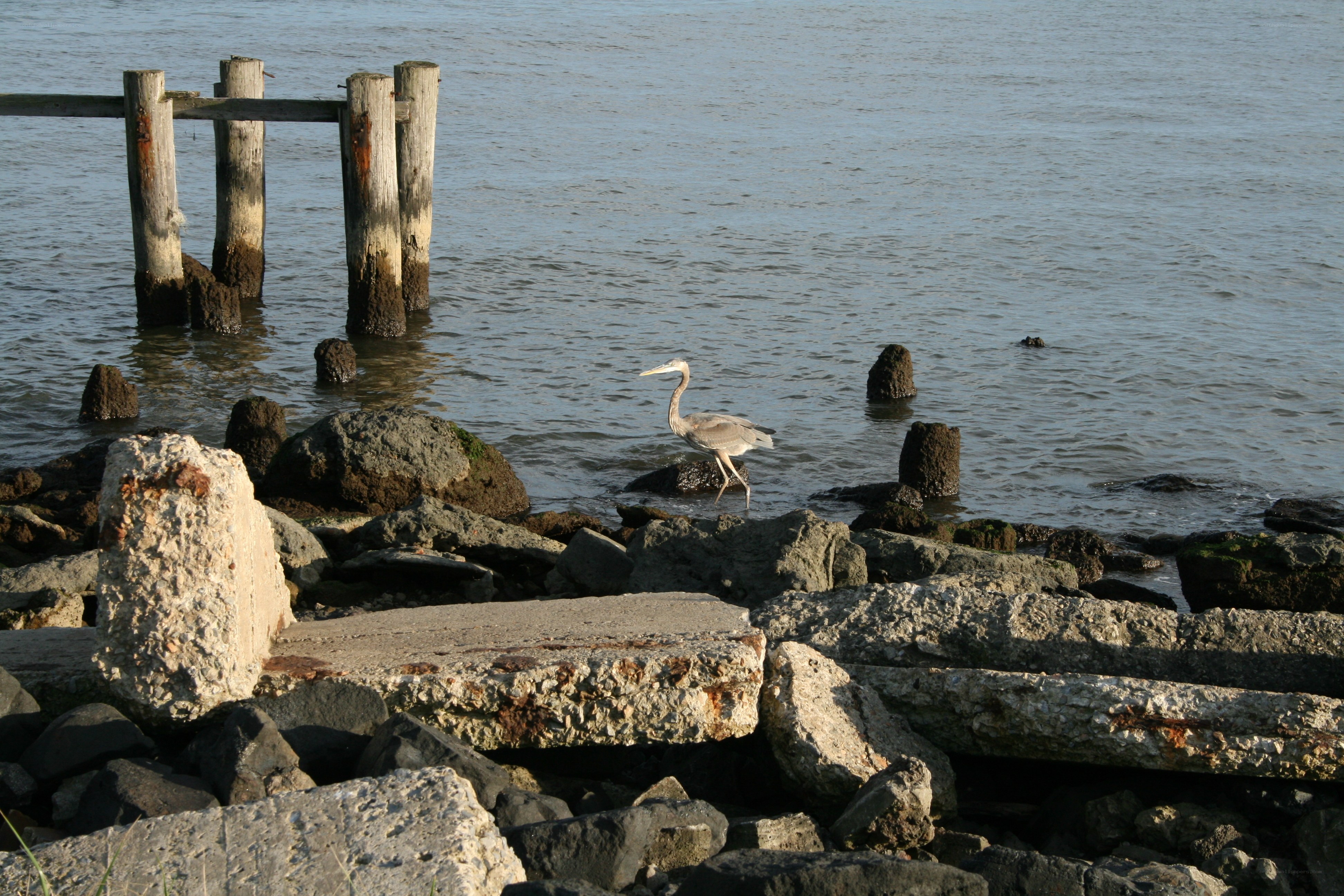 Heron on a rocky shore