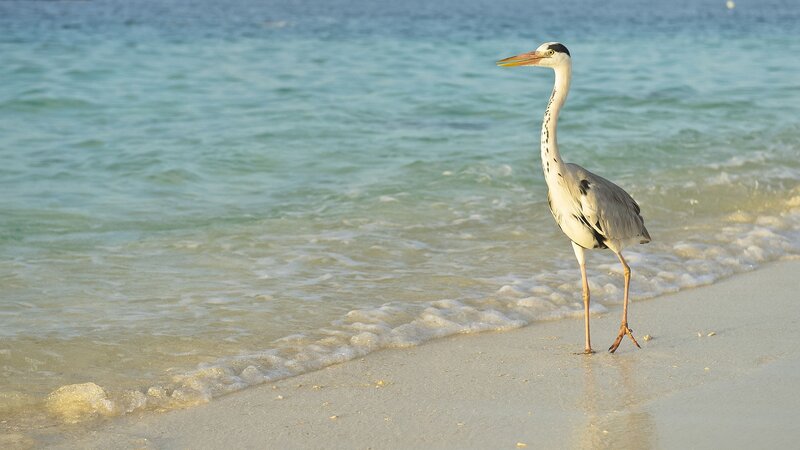 Heron on a sandy beach