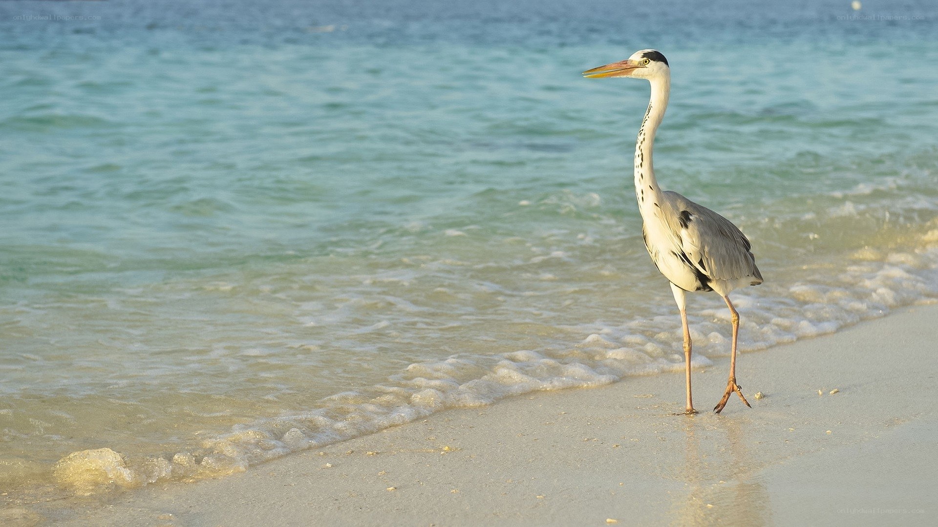 Heron on a sandy beach