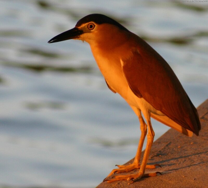 heron on a stone ledge