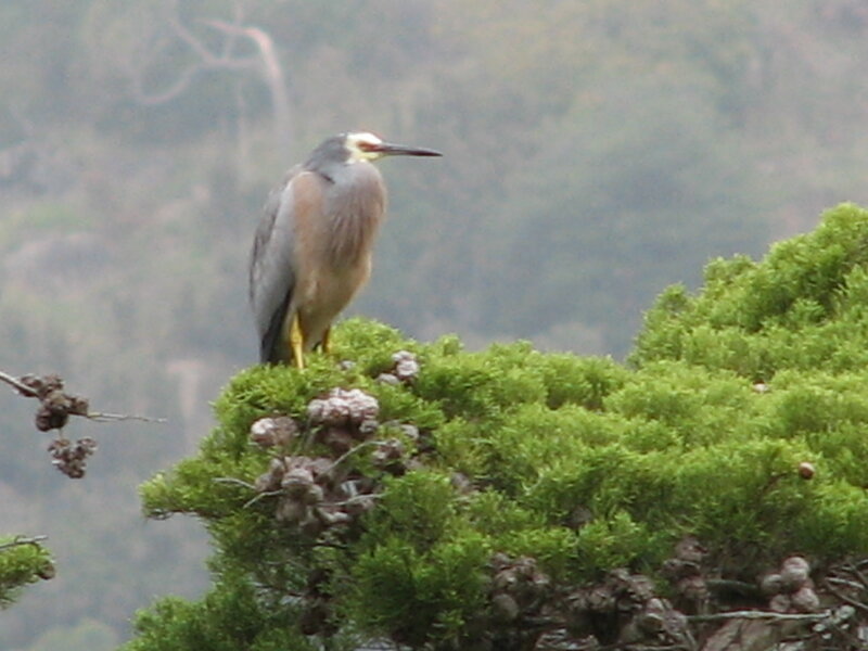 Heron on a Tree