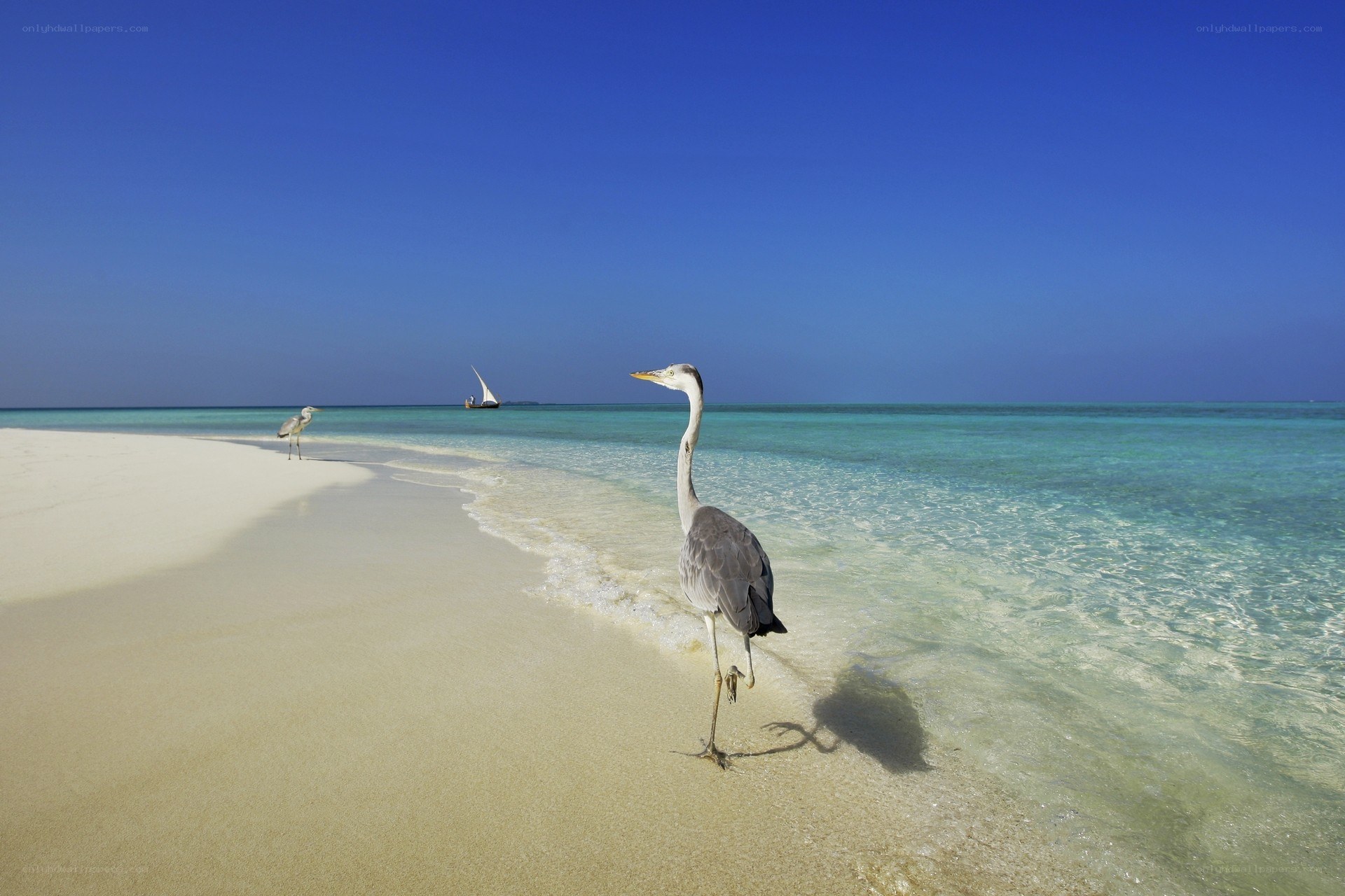 Heron on a tropical beach