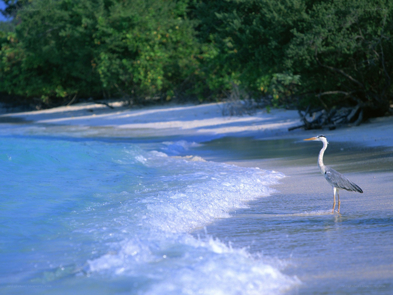 Heron on a tropical beach