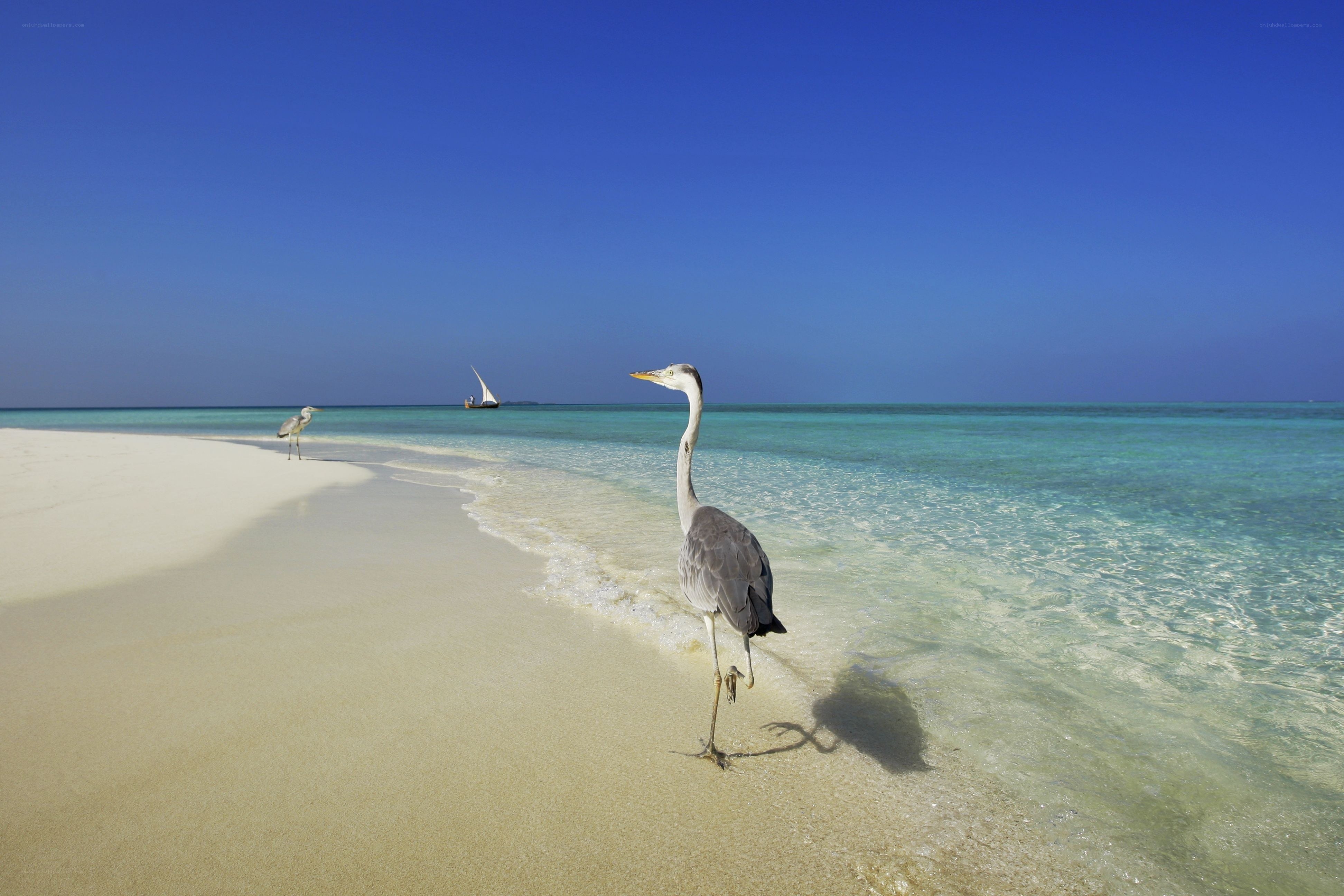 Heron on a tropical beach