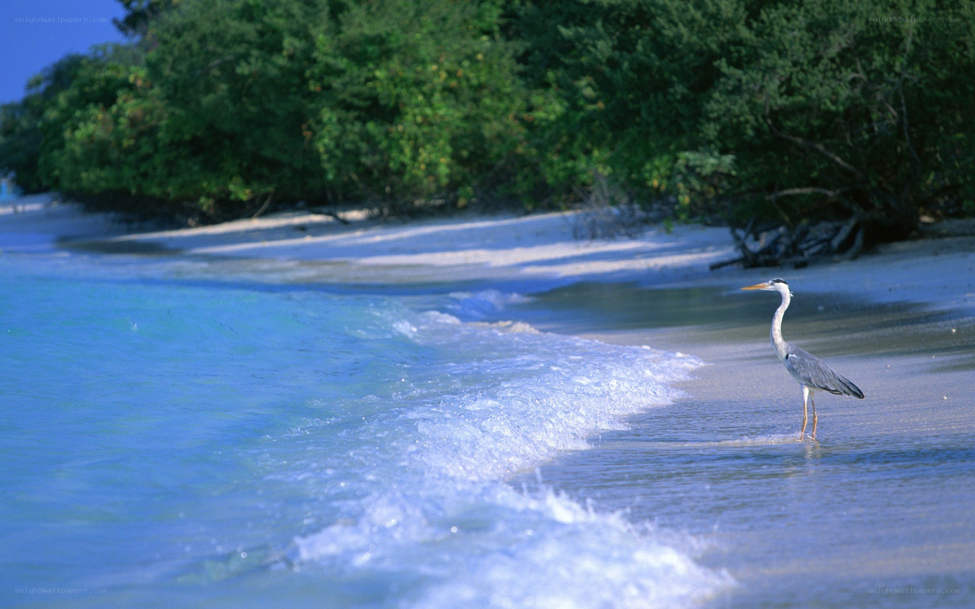 Heron on a tropical beach