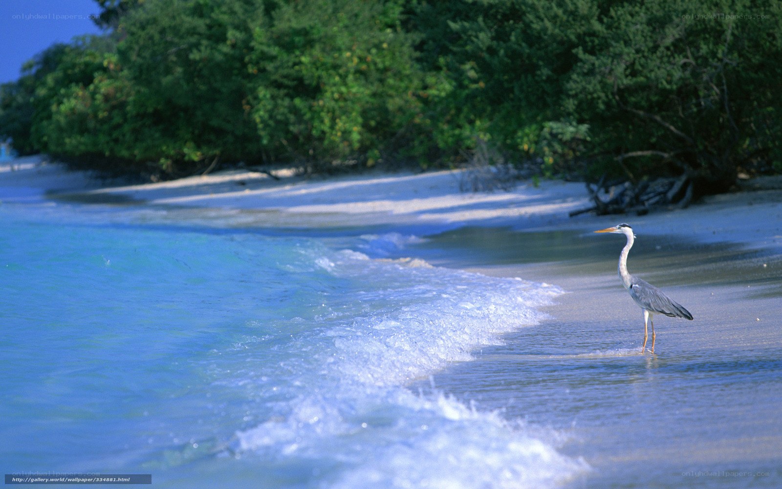 Heron on a tropical beach