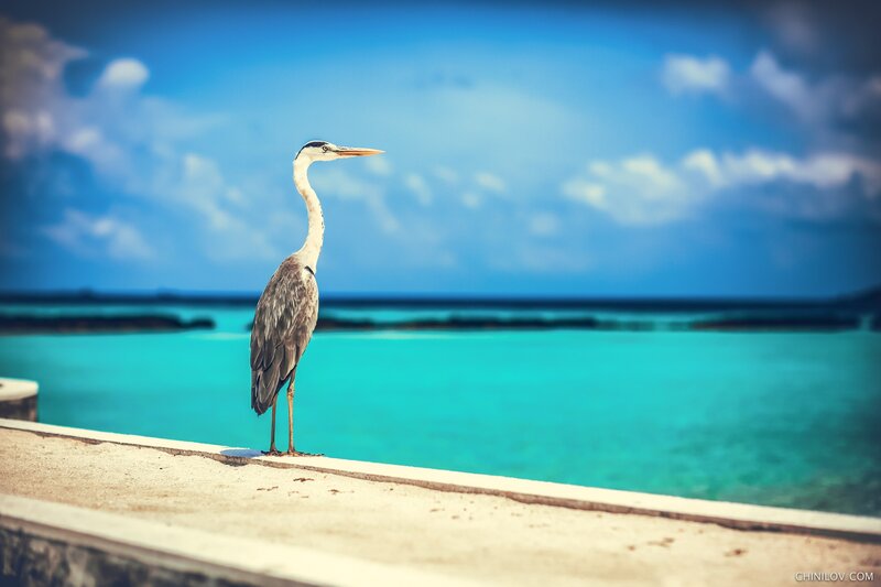 Heron on a Wall