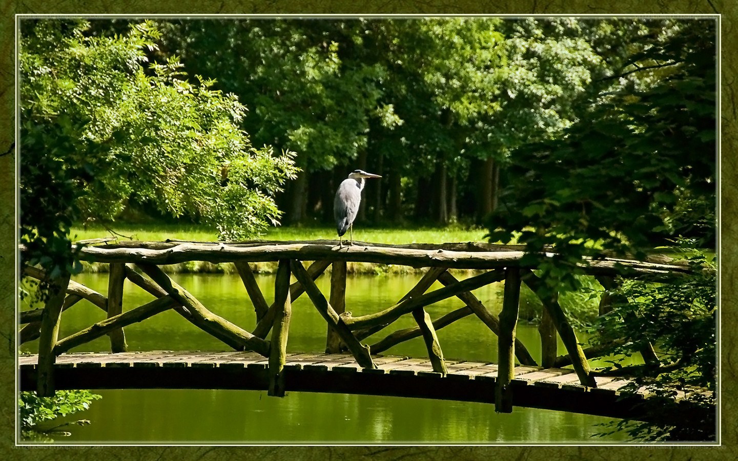 Heron on a wooden bridge