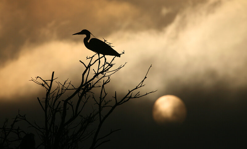 Heron on Bare Branch — Black