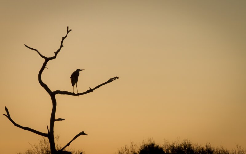 Heron on Bare Branch