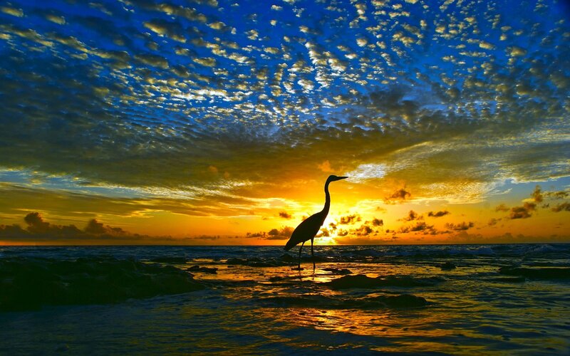 Heron on Beach at Sunset — Blue
