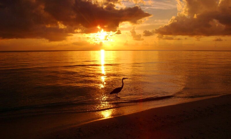 Heron on Beach at Sunset — Orange, Serene, Photograph