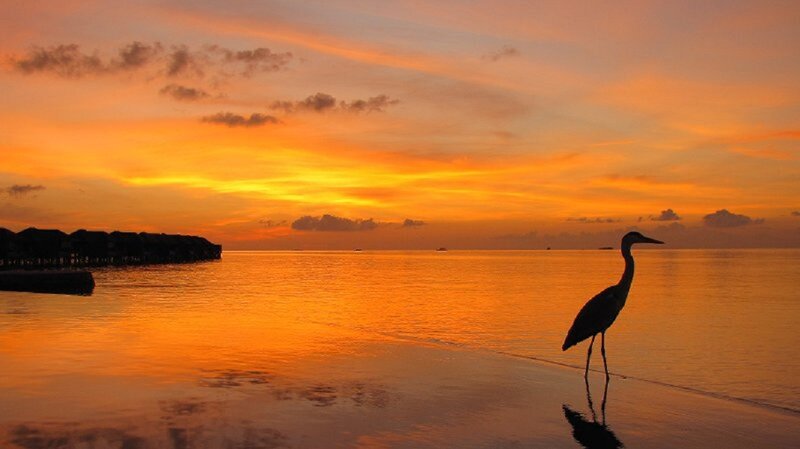 Heron on Beach at Sunset — Orange