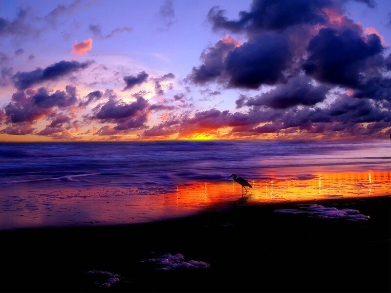 Heron on Beach at Sunset — Photograph