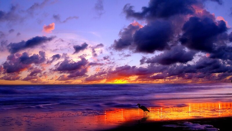 Heron on Beach at Sunset — Purple, Dramatic, Photograph, Bird, Ocean, Clouds