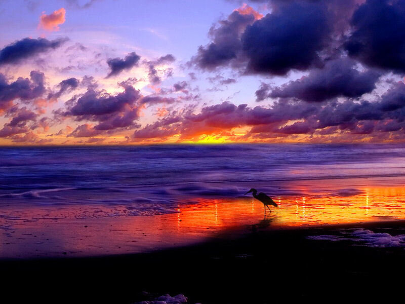 Heron on Beach at Sunset — Purple, Dramatic, Photograph, Bird, Ocean, Sky
