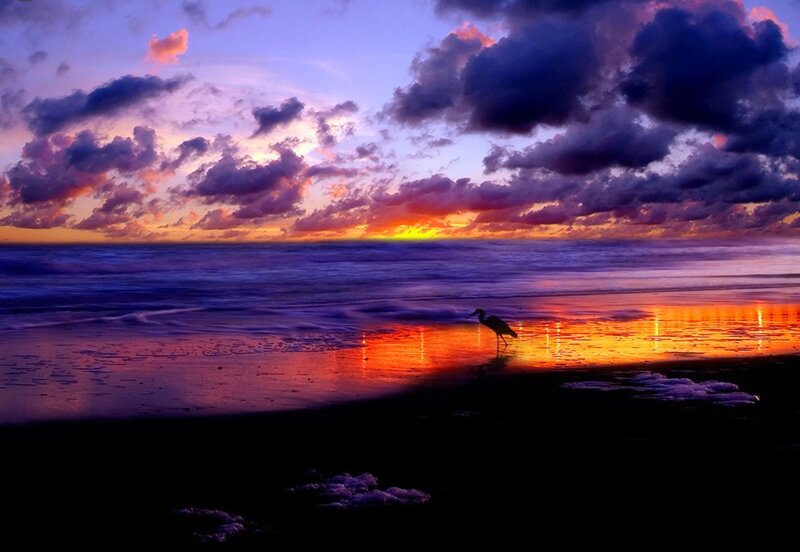 Heron on Beach at Sunset — Purple, Dramatic, Photograph, Bird