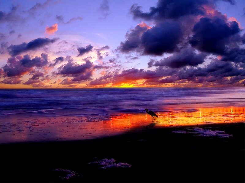 Heron on Beach at Sunset — Purple, Dramatic, Photograph