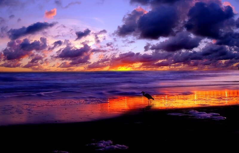 Heron on Beach at Sunset — Purple, Dramatic