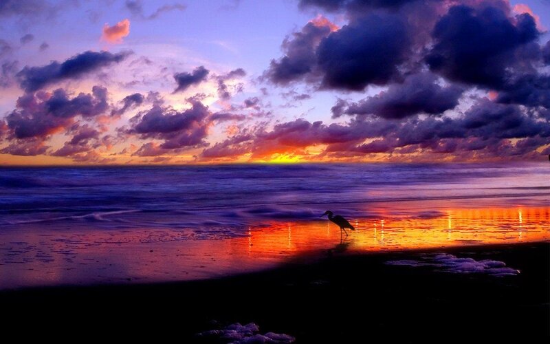 Heron on Beach at Sunset — Purple
