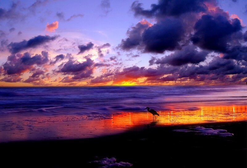 Heron on Beach at Sunset