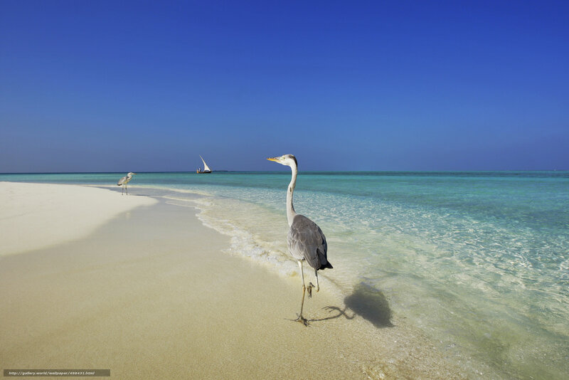 Heron on Beach — Blue, Serene, Afternoon, Photograph