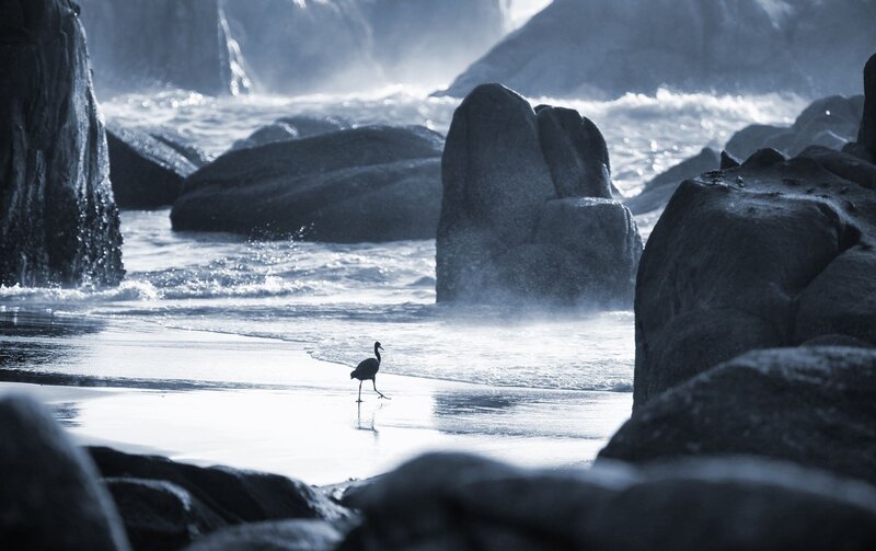 Heron on Beach — Blue, Serene, Photograph