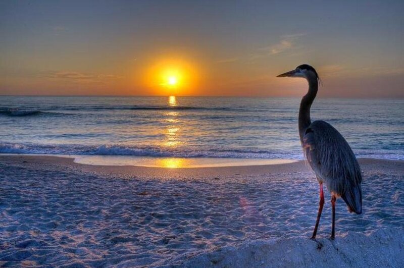 Heron on Beach — Blue, Serene, Sunset