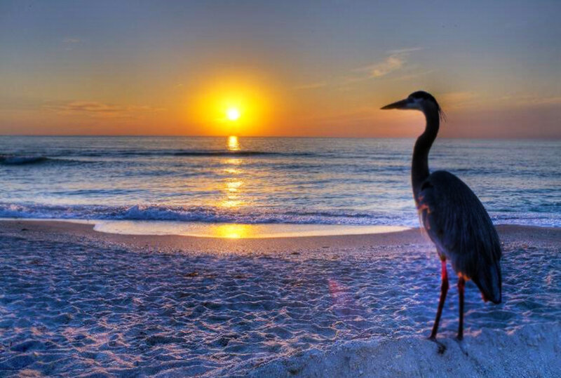 Heron on Beach — Blue