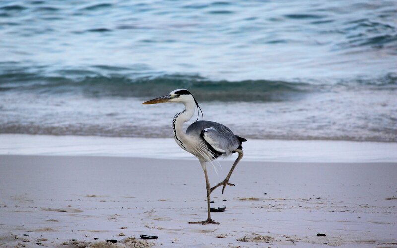 Heron on Beach