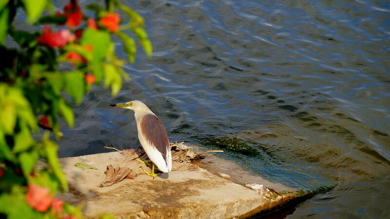 Heron on Concrete Ledge