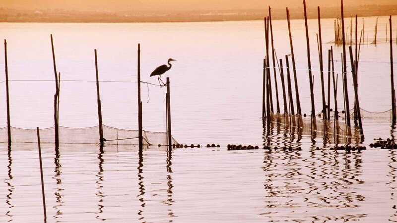 Heron on fishing poles at sunset