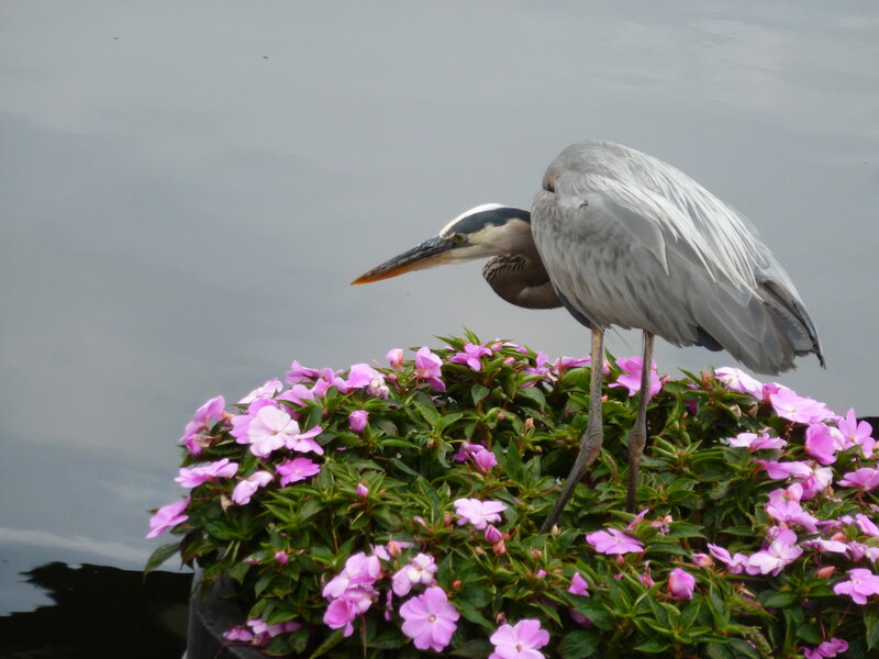 Heron on Flowers