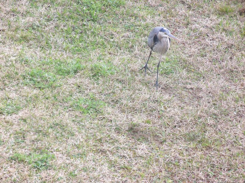 Heron on Grass
