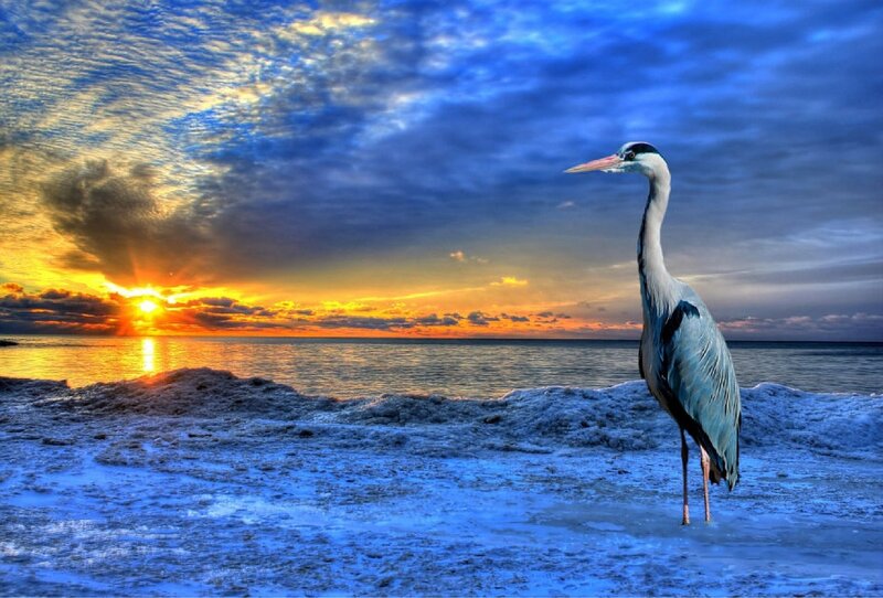Heron on Icy Shore