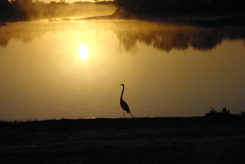 Heron on Lake Shore